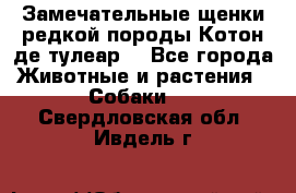 Замечательные щенки редкой породы Котон де тулеар  - Все города Животные и растения » Собаки   . Свердловская обл.,Ивдель г.